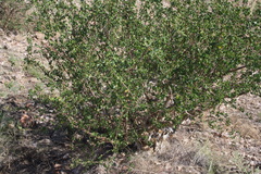 Commiphora