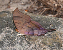 Marpesia furcula
