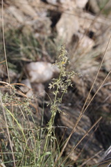 Enneapogon cenchroides