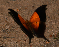 Marpesia furcula