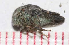 Telamona