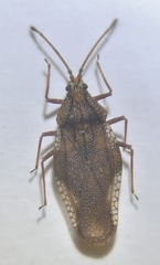 Physatocheila
