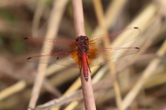 Trithemis arteriosa