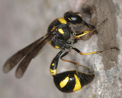 Eumenes coronatus