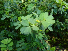 Coronilla valentina glauca