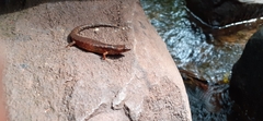 Keeled Water Skink photo 2