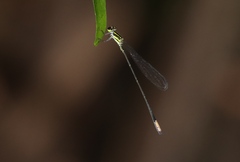 Pseudagrion melanicterum
