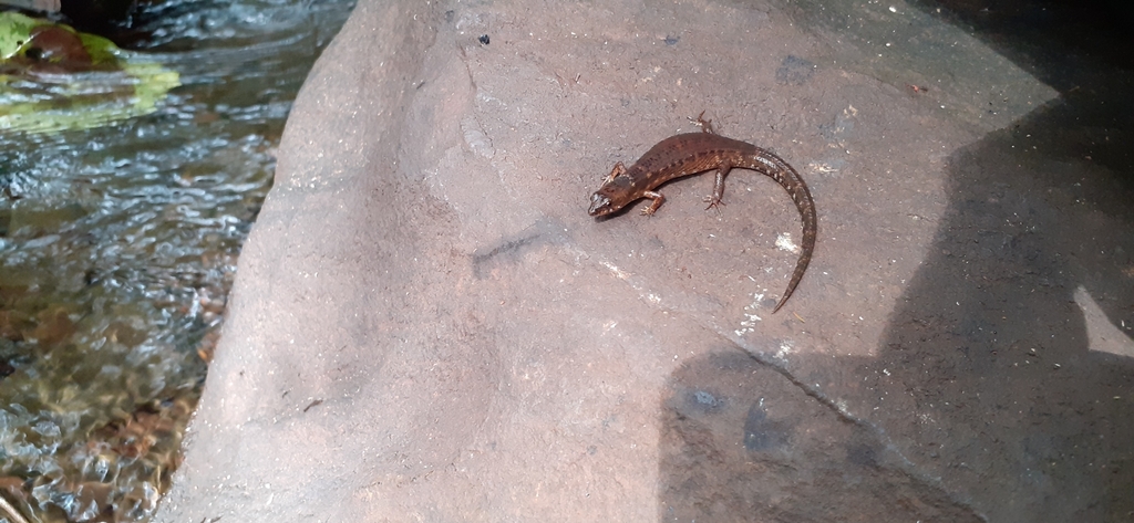 Keeled Water Skink