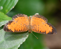 Mazia amazonica