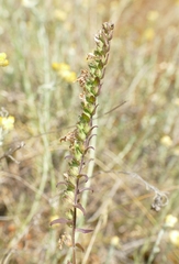 Odontites vulgaris