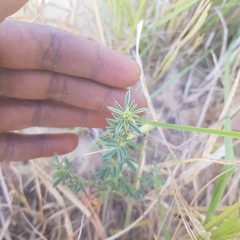Exacum oldenlandioides