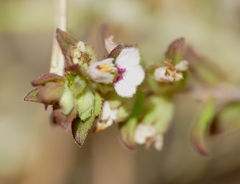 Odontites vulgaris