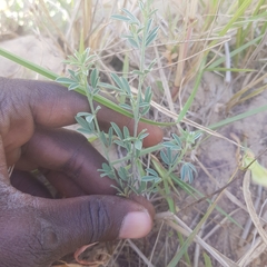 Exacum oldenlandioides