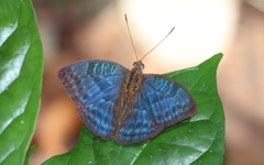 Euriphene veronica