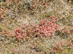 Ephedra distachya