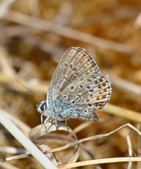Plebejus argus