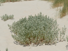 Atriplex laciniata