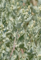Atriplex laciniata