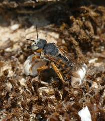 Icteranthidium laterale