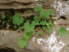 Heuchera missouriensis