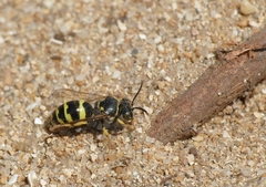 Bembecinus