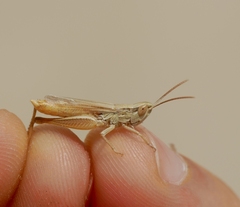 Euchorthippus elegantulus