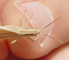 Euchorthippus elegantulus