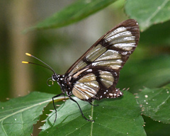 Methona confusa
