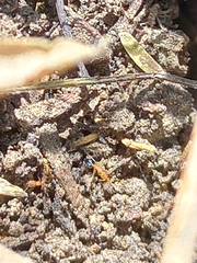 Monomorium pharaonis