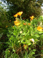 Calendula officinalis
