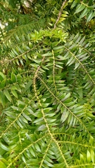 Araucaria bidwillii