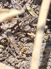 Monomorium pharaonis