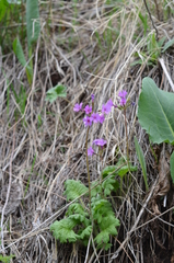 Primula kaufmanniana