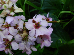 Bergenia crassifolia