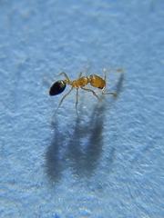 Monomorium pharaonis