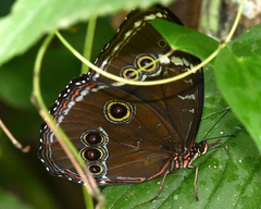 Morpho helenor