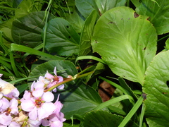 Bergenia crassifolia