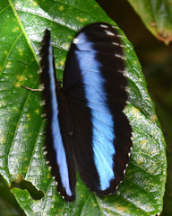 Morpho helenor