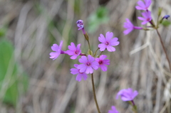 Primula kaufmanniana