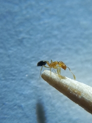 Monomorium pharaonis