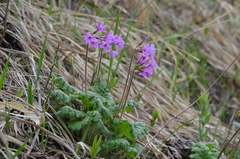 Primula kaufmanniana