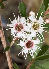 Kunzea leptospermoides