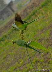 Psittacula krameri