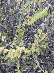 Euphorbia magdalenae