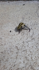 Kassina senegalensis