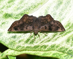 Nisoniades macarius