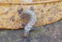 Leucotmemis nexa