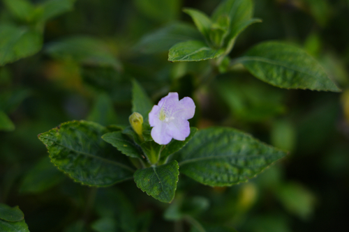 Strobilanthes japonica iNat (1)