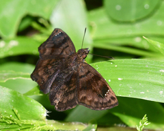 Nisoniades macarius