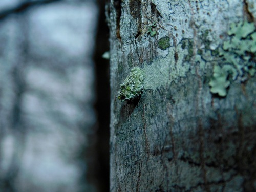 Lichen-carrying Green Lacewing photo 4